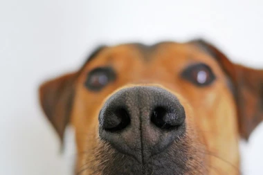 ZANIMLJIVOSTI O PSIMA KOJE VEROVATNO NISTE ZNALI: Svaki pas ima svoj otisak njuške!