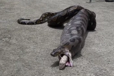 (VIDEO) Toliko gadno da morate pogledati: Nećete verovati šta su izvukli iz stomaka ove zmije!