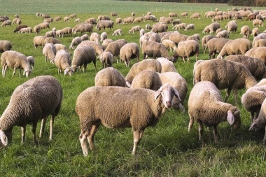 Zbog čega ovca ima vunu, i koliko brzo ona raste?