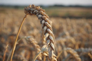 Srbima u selu Novake ukradeno dve tone pšenice