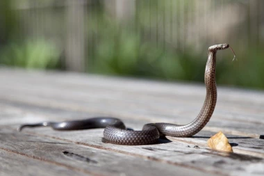 ODVRATNO! Hirurzi izvadili zmiju dugu ceo metar