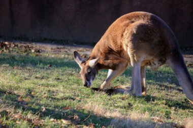 Užas u Inđiji! Psi lutalice rastrgli kengura Srećka!