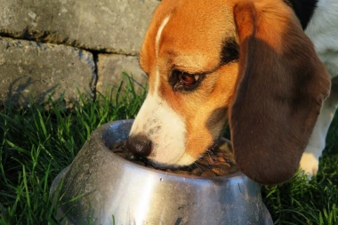 Važno je da svaki vlasnik zna: Na šta se dele metode ishrane kod pasa?