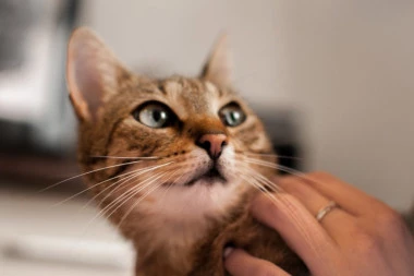 Domaća mačka: Biće koje je oplemenilo svet