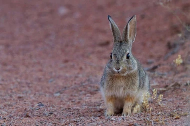 9 stvari koje niste znali o zečevima