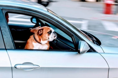 Vaš pas cvili u autu? Evo kako da rešite taj problem