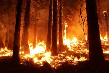 GORI DRVO STARO 500 GODINA: Vatrogasci pokušavaju da spreče katastrofu!