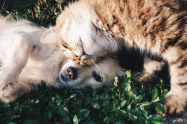 EVO ODGOVORA KONAČNO: Ko više voli vlasnika, pas ili mačka?