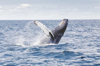 U Jadranu pronađen kit dug 15 metara