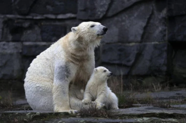Polarni medvedi će nestati do 2100. godine