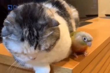 (VIDEO) Majke mi, nisam htela: Maca je pošla da ugrabi papagaja, a kada se on okrenuo napravila se blesava