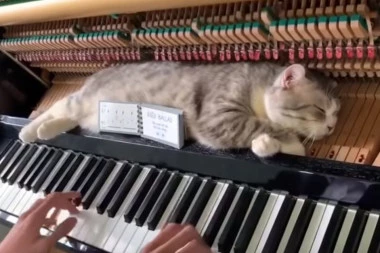 Evo koju muziku mačke vole da slušaju