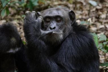 (FOTO) TUGA! Preminuo Kobi, najstariji mužjak šimpanze u Zoo-vrtovima Severne Amerike