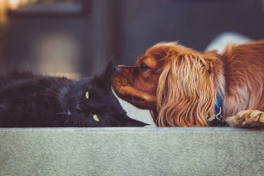 Psi i mačke su najdraži kućni ljubimci, a ovo su odlike njohovih karaktera