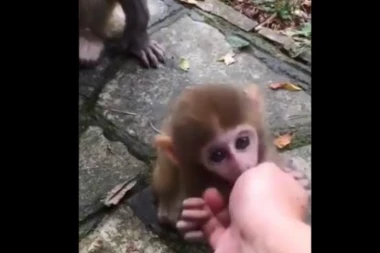 (VIDEO) Da se rastopiš od slatkoće: Pogledajte kako se beba majmun igra sa štenetom