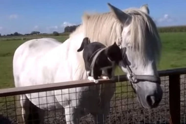 (VIDEO) KO NJIH SPOJI? Mačka se zalepila uz konja i ne napušta ga, on se femka