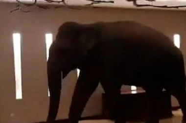 (VIDEO) Slon upao u hotel, gosti zabezeknuti