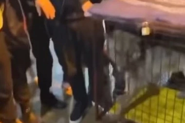 (VIDEO) ČOVEK JE NAJGORA ZVER! Mučili vuka na turniru u Ulcinju, reagovala policija