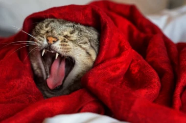 5 razloga zbog kojh se mačke uvlače u krevet vlasnicima, jedan ZABRINJAVAJUĆI!