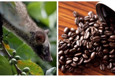 Da li ste toliko hrabri da probate najskuplju kafu na svetu?