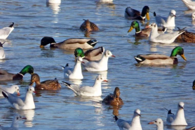 Prebrojano četvrt miliona ptica vodenih staništa