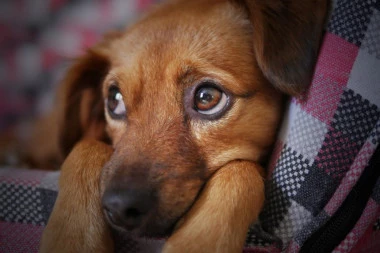 (VIDEO) PRESLATKO: Pas je doživeo napad panike, a onda se ONA pojavila i smirila situaciju!