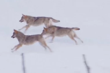 (VIDEO) Krvoločni vukovi opkolili su psa! Sigurne smrti spasao se na genijalan način