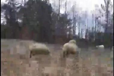 (URNEBESNI VIDEO) Deda sa Mokre Gore u 70. godini dobio mobilni, pa odmah postao influenser: Moram da prekinem, odoše mi ovce!