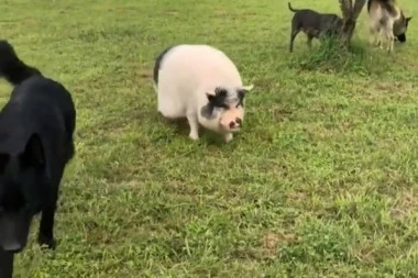 (VIDEO) Pogledajte šta se desi kada se prase uortači sa pet pasa