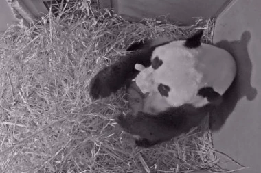 Džinovska panda rodila mladunče