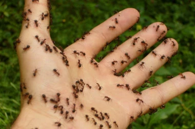 7 efikasnih saveta kako da se na prirodan način rešite mrava u svojoj kući ili bašti!