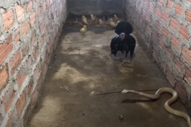 (VIDEO) Snimak koji apsolutno svi gledaju: Kokoška brani svoje piliće od kobre