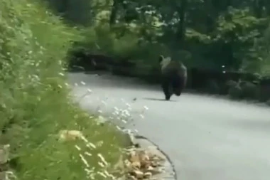 (VIDEO) Ovo je nešto najslađe što ćete danas videti: Pogledajte malog medveda iz Nacionalnog parka Tara!