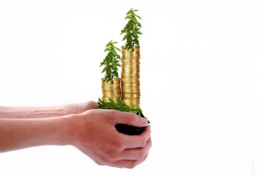 Privucite novac u svoj dom: Sa OVIM biljkama u kući postaćete MILIONER!