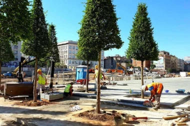 Sade se nova stabla na Savskom trgu: Nastavljeni radovi u najlepšoj pešačkoj zoni