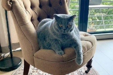 (FOTO, VIDEO) Najbuckastija mačka na svetu postala hit na Instagramu, a planirali su da je uspavaju
