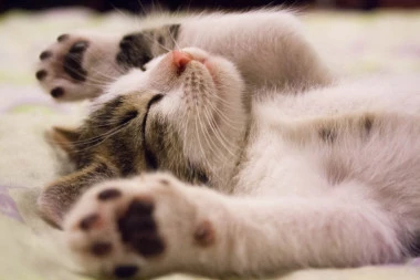 Istraživanja pokazuju da vlasnici mačaka žive duže