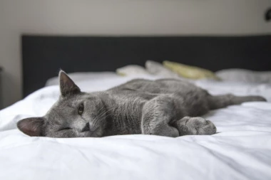 Spavanje sa mačkom u krevetu nije dobro po naše, ali i njihovo zadravlje