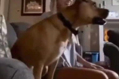 (HIT VIDEO) TAKO SE BODRI EKIPA! Ovaj pas je vatreni navijač, a njegovo praćenje utakmice će vas oduševiti!