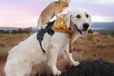 (FOTO) Oni su svojim prijateljstvom osvojili srca širom planete: Upoznajte internet senzaciju, psa Samsona i mačka Kela