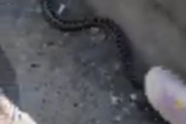 (VIDEO) Dramatično jutro u Novom Pazaru: Đaci pronašli zmiju ispred škole