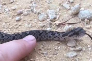 (HIT VIDEO) SNAŠLA SE! Čovek prišao zmiji, a ono što je usledilo OSTAVIĆE VAS BEZ TEKSTA!