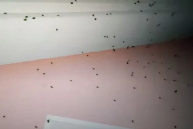 (VIDEO) NAJEZDA SMRDIBUBA U INĐIJI: Insekti mile svuda po kući, čovek očajan jer ne zna kako da ih se reši!