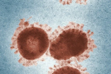 Da li je koronavirus veštački napravljen ili dolazi iz prirode? Ruska naučnica razrešila sve dileme