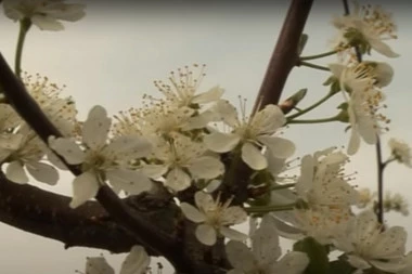 Čudna neka jesen: Šljiva cveta drugi put u Pomoravlju