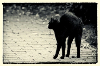 HOROSKOP I SUJEVERJE: Ko se smeje crnoj mački, a ko menja smer kada vidi merdevine