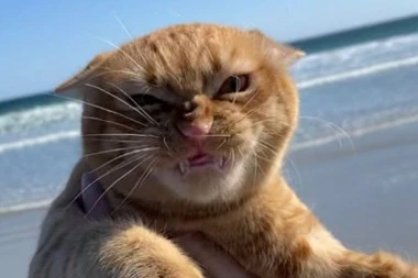 Vlasnica stalno slika svog kućnjeg ljubimca macu i kaže za nju da OBOŽAVA plažu, ali ne i vetar!