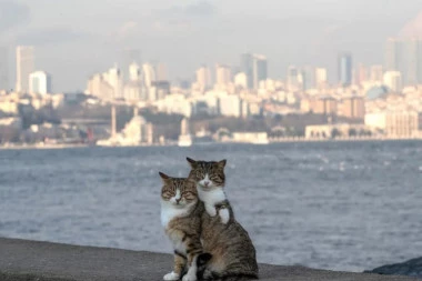 Istanbul želi aplikacijom da locira sve mačke i pse koji lutaju gradskim ulicama