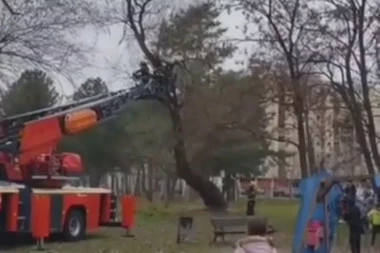 (VIDEO) Svaka čast ovim ljudima na odvažnosti: Vatrogasci spasili dečaka koji se popeo na drvo