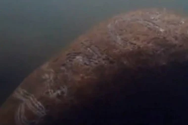 (ŠOK VIDEO) Snimljena ZAŠTIĆENA MORSKA KRAVA, ono što joj je urezano na leđima RAZBESNELO LJUDE ŠIROM SVETA!